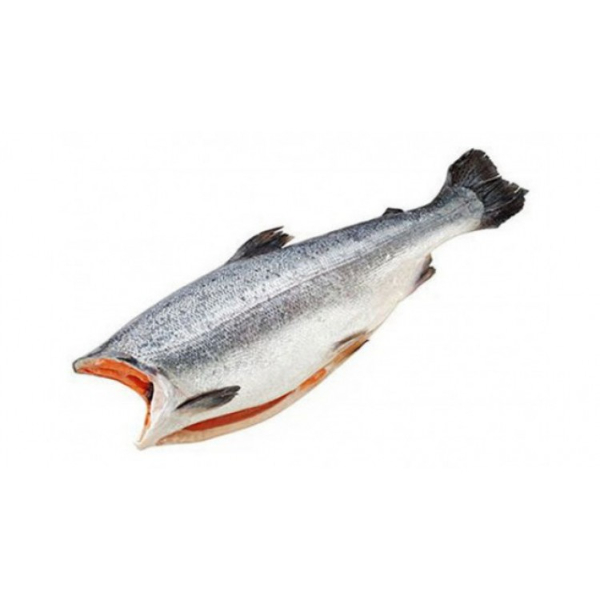 Фото Форель б/г 0,9-1,4