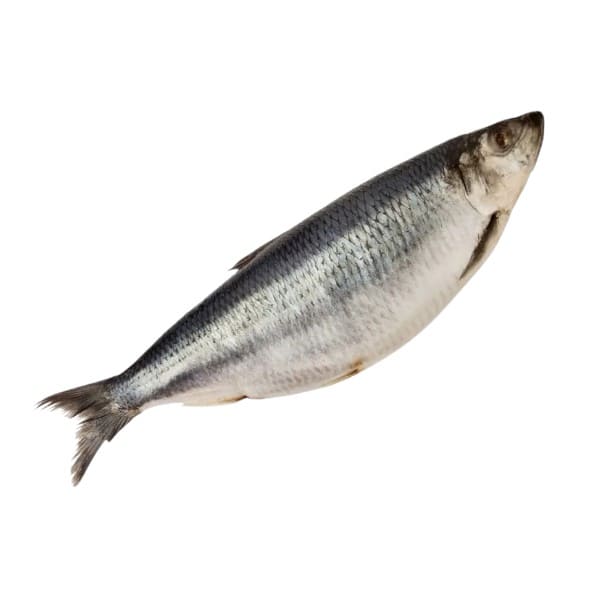 Фото Сельдь с/м олюторская 1 кг 