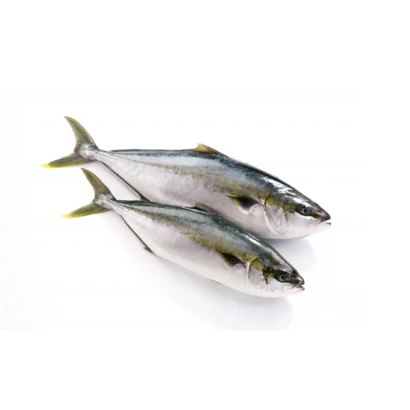 Фото Лакедра желтохвостая  1кг