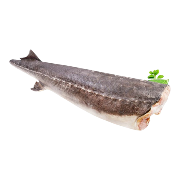 Фото Осетр ПБГ